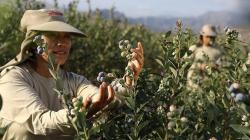 Monitoreo radicular inteligente: clave para elevar la producción de arándanos