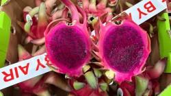 Nueva campaña de pitahaya y apuesta innovadora en Camposol