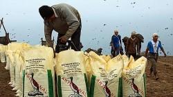 Nueva crisis de fertilizantes: La alternativa de los biofertilizantes en el Perú