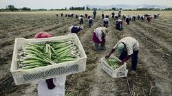Nueva Ley Agraria: ¿Impulso a la agroexportación o riesgo para la recaudación fiscal?