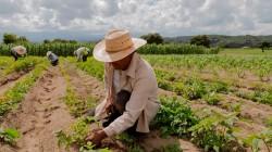 OCDE recomendó al Perú eliminar beneficios tributarios a empresas agroexportadoras