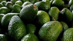 "Países Bajos, actor clave en el comercio mundial de la palta"