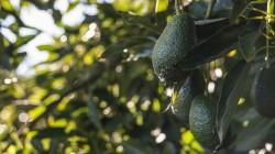Palta chilena cierra temporada con su mayor producción en 15 años