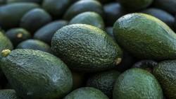 Palta chilena tendría la mejor temporada de los últimos 10 años