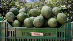 Palta Hass se convierte en producto estrella de Áncash