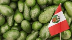 Paltas frescas lideran agroexportaciones peruanas, concentrando el 17.2% del total