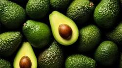 Perú alcanza el 60% de la campaña de exportación de palta Hass