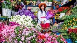 Perú cuenta con más de 4 mil hectáreas de flores y más de 7 mil productores