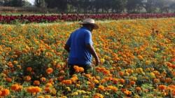 Perú cuenta con más de 5 mil hectáreas de flores