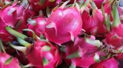 Perú exportó 626 toneladas de pitahaya entre enero y marzo de 2025 por US$ 1.540.000