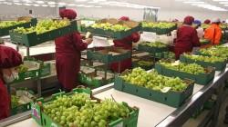 Perú exportó 83.012.725 cajas de uva de mesa en la campaña 2024/2025