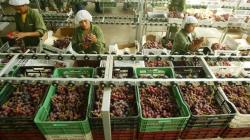 Perú lideró crecimiento regional de las exportaciones no tradicionales en 2025