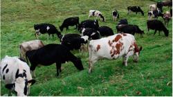 Perú: Población de vacunos alcanza las 5.8 millones de cabezas