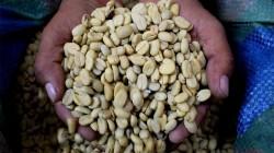 Perú se posicionó como noveno exportador mundial de café sin tostar en 2023