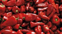 Pimiento piquillo de Perú llegó a 12 mercados en octubre