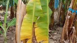 Piura: 116 hectáreas de banano perdidas en agosto por efecto del Fusarium raza 4T