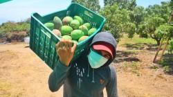 Piura cuenta con más de 30 mil hectáreas de mango