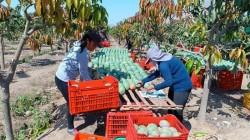 Piura enfrenta un alto riesgo: un tercio de su cosecha coincide con la ventana más vulnerable a las lluvias del Niño