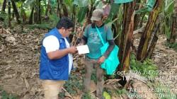 Piura: PIP Banano orienta a productores para fortalecer la bioseguridad en sus parcelas frente al riesgo del Fusarium R4T