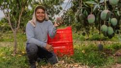 Piura potencia el desarrollo sostenible de sus proveedores agroexportadores