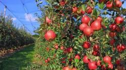 Plantaciones de manzanas y olivos aumentan densidad con riego tecnificado por goteo