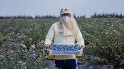 Producción de arándanos creció 29.8% en agosto de 2026