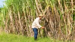 Producción de caña de azúcar de La Libertad alcanzó las 350.700 toneladas en abril de 2025