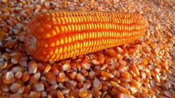 Producción de maíz amarillo duro de Perú alcanzó 1.319.460 toneladas en 2024