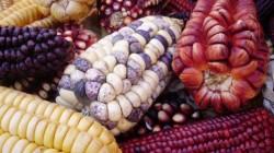 Producción de maíz amiláceo cayó 17% en agosto del 2026