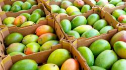 Producción de mango peruano cayó 21.4% en volumen