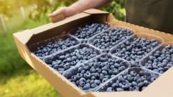 Producción mundial de arándanos pasará de 1.5 millones de toneladas actuales a 2.5 millones para 2027