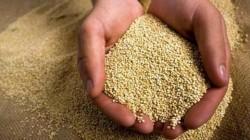 Producción peruana de quinua sumó 144.600 toneladas en 2024, mostrando un aumento de 57.18%