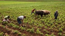 Productividad Agrícola en el Perú