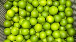 Productores de Tumbes inician envíos de limón Sutil al mercado mayorista de Santa Anita