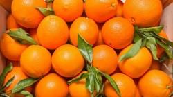 Productores exigen a la Unión Europea subir el precio de entrada de los cítricos importados a 1 €/kg