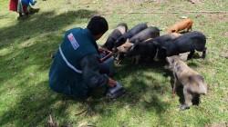 Programa PAIS y Senasa vacunan a más de mil cerdos contra la peste porcina en Áncash