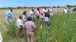 Promueven siembra de ajonjolí como cultivo alternativo en Piura