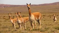 Puno registra crecimiento de la población de vicuñas, hoy, llega a 46.745 ejemplares