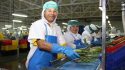 Sector agro representó el 54.39% del total de empleos relacionados a las exportaciones peruanas en abril de 2025