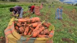 Sector agropecuario creció 1.2% en la primera mitad de 2026