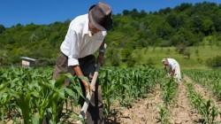 Sector agropecuario creció 4.8% en 2025