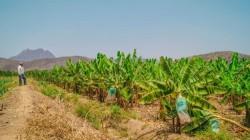 Seguro Agrícola Catastrófico cubrirá más de 240.000 hectáreas afectadas por crisis hídrica en Piura