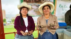 Senasa capacita a agricultores de Cajamarca para el control de plaga en el cultivo de papa