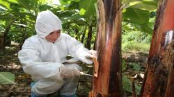 Senasa sigue trabajando en la contención de plaga que afecta a bananos y plátanos en Piura