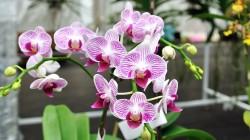 Serfor evalúa Plan Nacional de Conservación de las Orquídeas Amenazadas del Perú 2020-2029