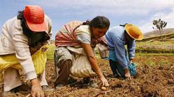 Servicios por Impuestos: puede ser una oportunidad para la agricultura peruana