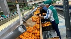 Sterling Perú SAC proyecta exportar entre 20 y 25 contenedores más de mandarina este año