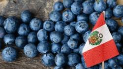 Unión Europea concentró el 27% de la exportación peruana de arándanos frescos